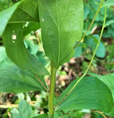 Eucephalus engelmannii