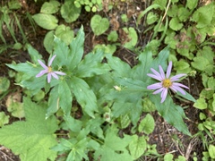 Eucephalus engelmannii