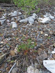 Potentilla bimundorum