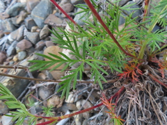 Potentilla bimundorum