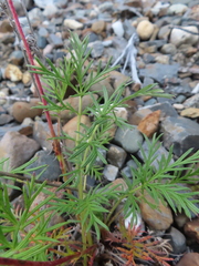 Potentilla bimundorum