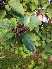 Crataegus chlorosarca