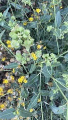 Mirabilis nyctaginea