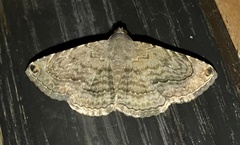 Toxonprucha clientis