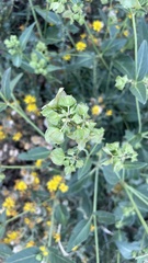 Mirabilis nyctaginea