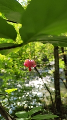 Euonymus latifolius