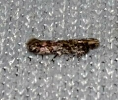 Aristotelia rubidella