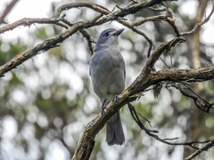 Colluricincla harmonica