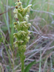Platanthera