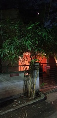 Brugmansia arborea