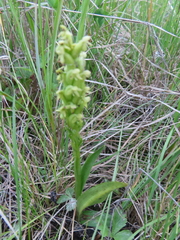 Platanthera