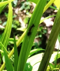 Dasychira chekiangensis