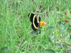 Papilio garamas