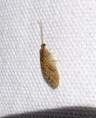 Hemerobius