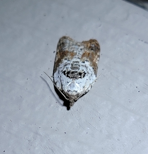 Garden Rose Tortrix photo 4