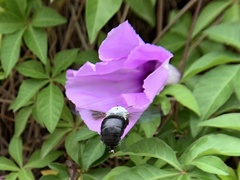 Xylocopa abbotti