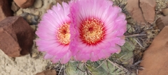 Echinocactus horizonthalonius