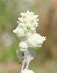 Balladonia aervoides