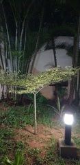 Wrightia religiosa