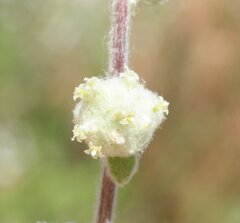 Balladonia aervoides