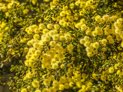 Acacia paradoxa