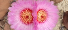 Echinocactus horizonthalonius