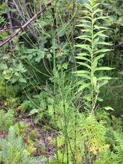 Equisetum fluviatile