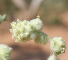 Balladonia aervoides