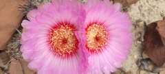 Echinocactus horizonthalonius