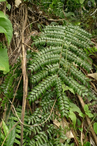Lomagramma polyphylla observed 2015-08-14