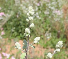 Balladonia aervoides