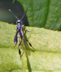 Gasteruption jaculator