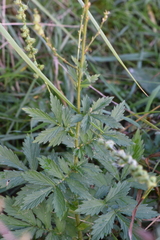 Agrimonia pilosa