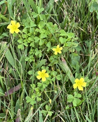 Oxalis dillenii