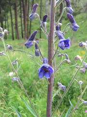 Delphinium andesicola
