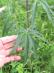 Delphinium andesicola
