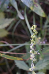 Agrimonia pilosa