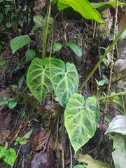 Philodendron verrucosum