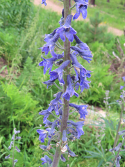 Delphinium andesicola