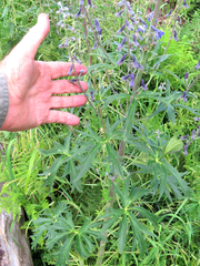 Delphinium andesicola