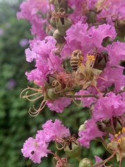 Apis cerana