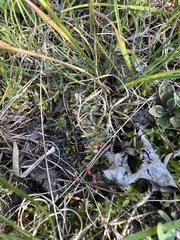 Cladonia cristatella