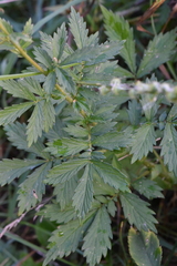 Agrimonia pilosa