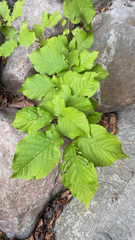 Ulmus glabra
