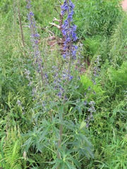 Delphinium andesicola