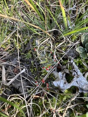 Cladonia cristatella