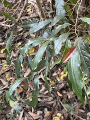 Petalostigma triloculare