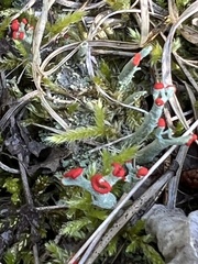Cladonia cristatella