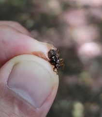 Hippoboscidae