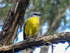 Eopsaltria australis